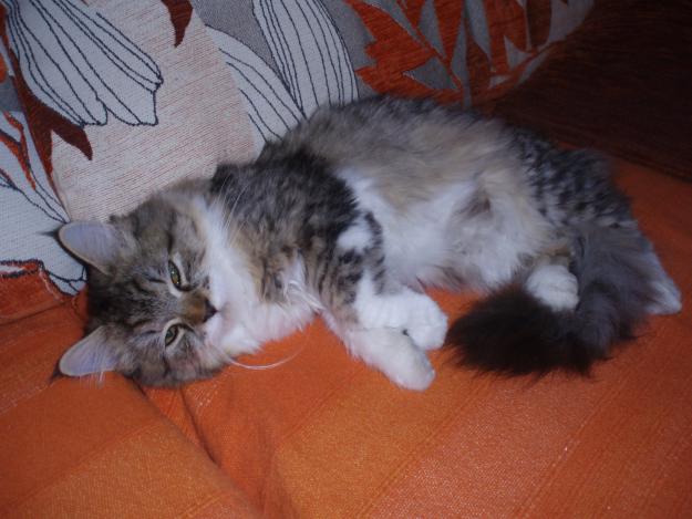 busco novio para mi gatita de raza bosque de noruega