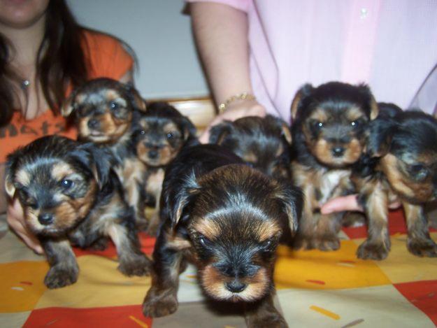 CAMADA DE YORKSHIRE TERRIER