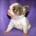 Hombre Chihuahua cachorro que necesitan un nuevo hogar libre de oferta - mejor precio | unprecio.es