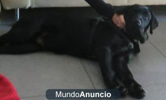 Labrador de color negro PERDIDO