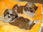 Preciosos shih tzu - mejor precio | unprecio.es