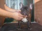Se vende cachorra de bulldog frances - mejor precio | unprecio.es