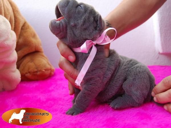 shar pei,sharpei azules de linea americana