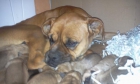Vendo cachorros boxer - mejor precio | unprecio.es