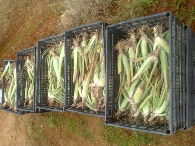 Venta de hijuelos de Aloe vera (Var. Barbadensis miller)