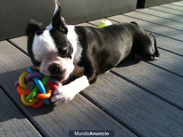 Boston Terrier, exclusiva raza ahora al alcance!