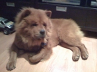 Busco hembra chow chow para montas - mejor precio | unprecio.es