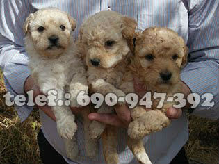 cachorros caniche enano con pedigree