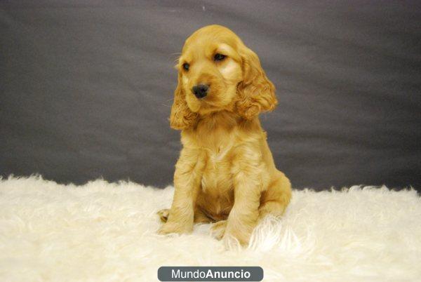 Cachorros Cocker Spaniel listos para entregar Calidad y Belleza