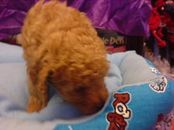 CANICHE, perros, cachorros, criadero, venta.   Activo, deportista y alegre, este perro es un extravertido vivaz que enca