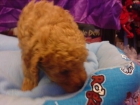 CANICHE, perros, cachorros, criadero, venta. Activo, deportista y alegre, este perro es un extravertido vivaz que enca - mejor precio | unprecio.es