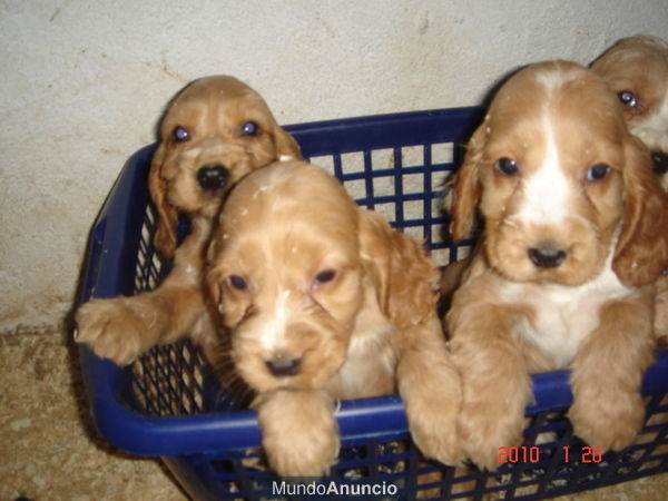 COCKER INGLES PRECIOSOS CACHORRITOS 250E