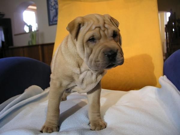 Oferta especial Shar pei