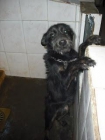 perrito no sabe como llamar tu atencion para escapara de la muerte - mejor precio | unprecio.es