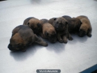 Se regalan cachorros mestizos de pastor belga - mejor precio | unprecio.es