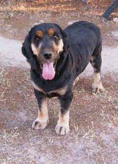 -----------------  COCKER SPANIEL  BICOLOR:     ANDY ------------------  ADOPTAME