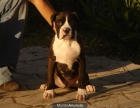 CACHORROS DE BOXER 480 - mejor precio | unprecio.es