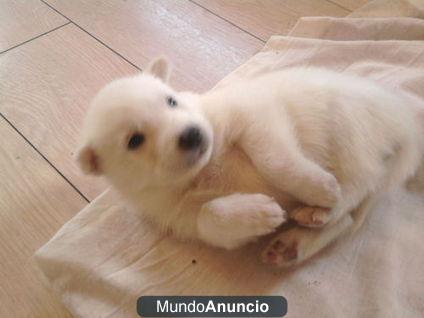 Cachorros de husky siberiano