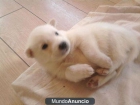 Cachorros de husky siberiano - mejor precio | unprecio.es