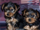 Cachorros de Yorkie - mejor precio | unprecio.es