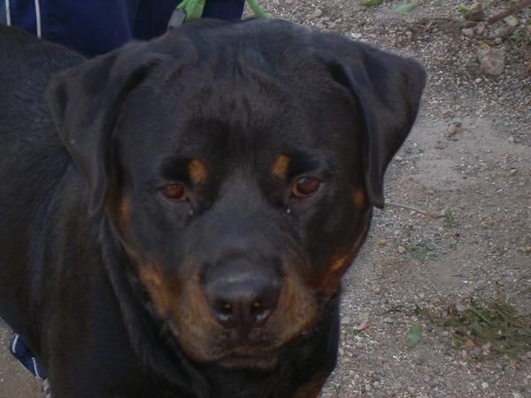 CAMADA DE ROTTWEILER