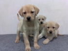 labradores retriever amarillos - mejor precio | unprecio.es