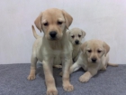 labradores retriever amarillos - mejor precio | unprecio.es