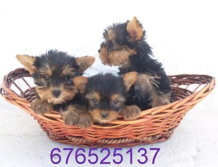 Maravillosos cachorros de Yorkshire Terrier.- Granada
