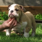 Un lindo cachorro bulldog INGLES GRATIS - mejor precio | unprecio.es