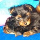 Cachorro de Yorkshire Terrier (macho) - mejor precio | unprecio.es