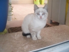 gatito muy cariñosos en adopción - mejor precio | unprecio.es