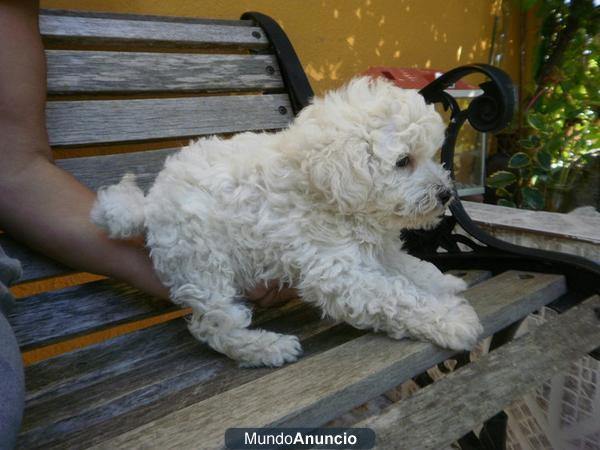 OFERTA CANICHE MACHO 220€