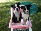 Regalo,Maravillosa cachorros boston terrier par - mejor precio | unprecio.es