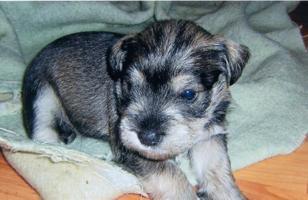 schnauzer-mini-sal i pimienta