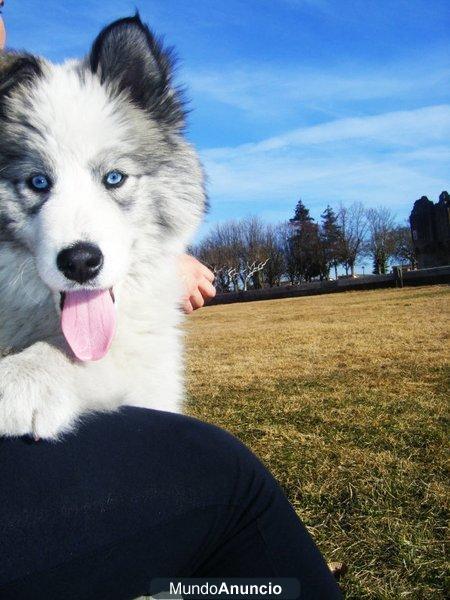 Se ofrece husky Siberiano -Malamute monta.