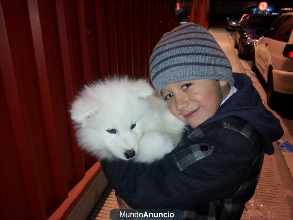 Se vende cachorro de samoyedo