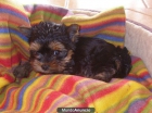 se vende yorkshire terrier mini - mejor precio | unprecio.es