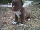 vendo cachorros pitbull de 1 mes - mejor precio | unprecio.es