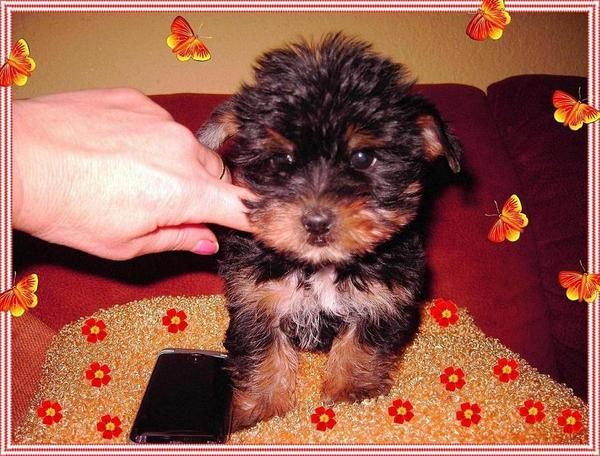 yorkshire terrier preciosa camadita