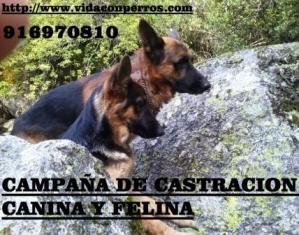 Campaña de esterilizacion canina y felina a precios economicos