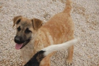 Adopta a Roby y Rony - mejor precio | unprecio.es