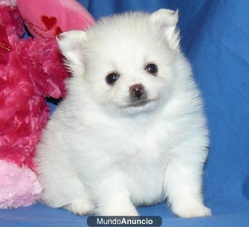 Adoption,Regalo Pomerania