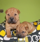 Cachorros de shar pei a buen precio. - Murcia - mejor precio | unprecio.es