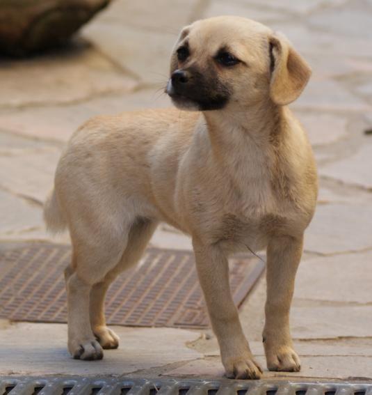 cachorros tamaño pequeño, 3 meses