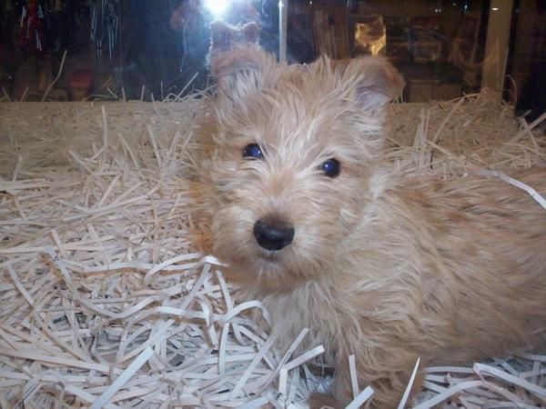 PERROS DE TAMAÑO PEQUEÑO Y MEDIANO