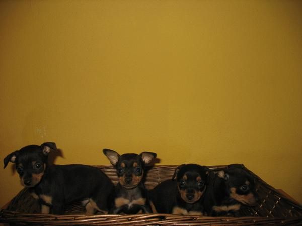 PINSCHER MINI 260