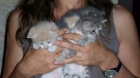 Preciosos gatitos de un mes en adopcion Barcelona - mejor precio | unprecio.es