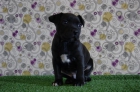 Stafforsdshire Bull Terrier cachorros con dos meses - mejor precio | unprecio.es