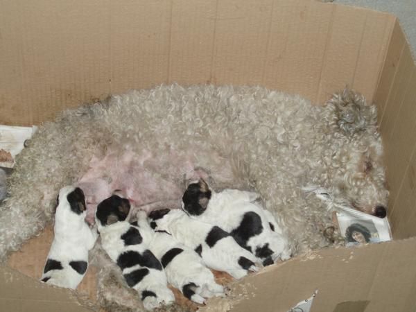 vender cachorros