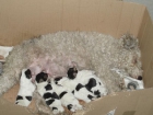 vender cachorros - mejor precio | unprecio.es
